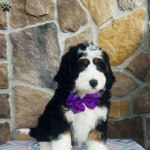 Joy, Bernedoodle Puppy