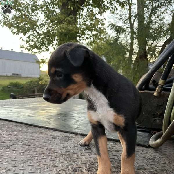 Casey, Blue Heeler Mix Puppy