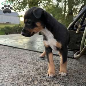 Casey, Blue Heeler Mix Puppy