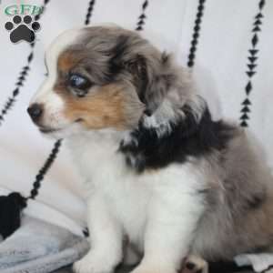 Kali, Miniature Australian Shepherd Puppy