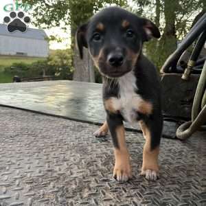 Casey, Blue Heeler Mix Puppy