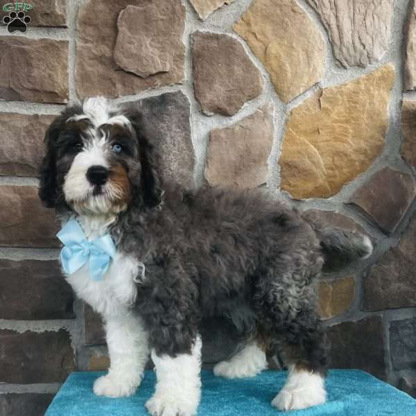 Jace, Bernedoodle Puppy