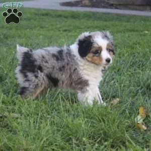 Kali, Miniature Australian Shepherd Puppy