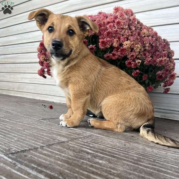 Larry, Welsh Corgi Mix Puppy