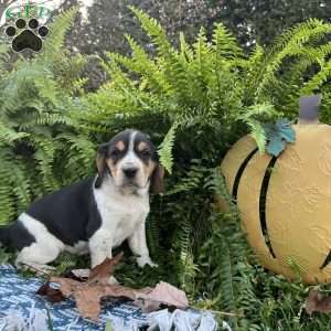 Blakely, Beagle Puppy