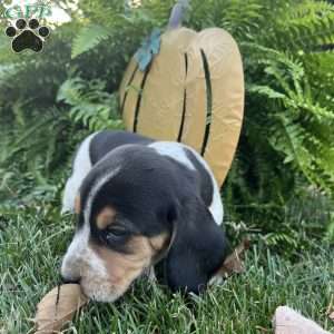 Blakely, Beagle Puppy