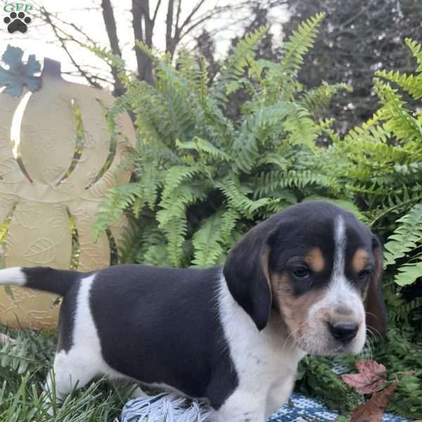 Blakely, Beagle Puppy