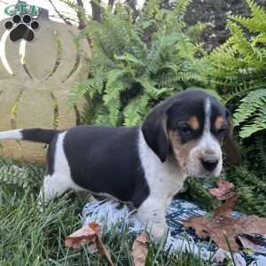 Blakely, Beagle Puppy