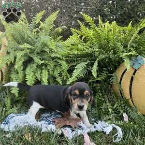 Brandy, Beagle Puppy