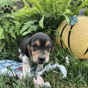 Brandy, Beagle Puppy