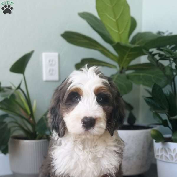 Jordan, Bernedoodle Puppy