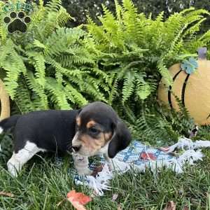 Brandy, Beagle Puppy