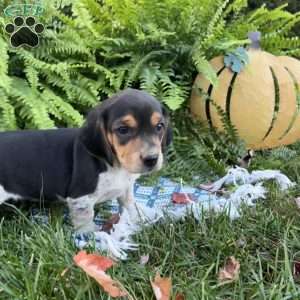 Brandy, Beagle Puppy