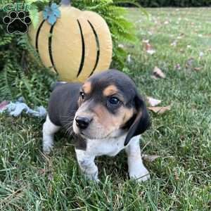 Brandy, Beagle Puppy