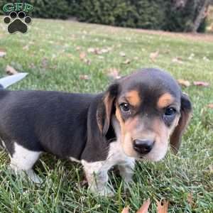 Brandy, Beagle Puppy