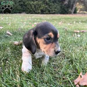 Brandy, Beagle Puppy