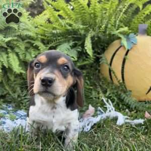 Brandy, Beagle Puppy