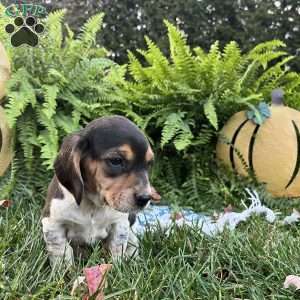 Brandy, Beagle Puppy