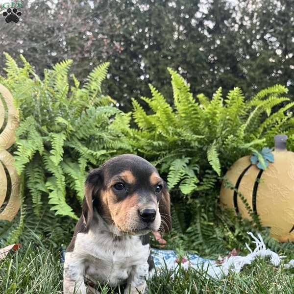 Brandy, Beagle Puppy