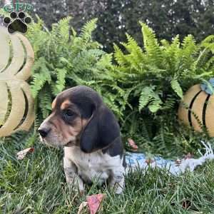 Brandy, Beagle Puppy