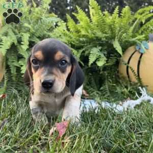 Brandy, Beagle Puppy