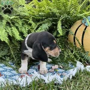 Bridger, Beagle Puppy