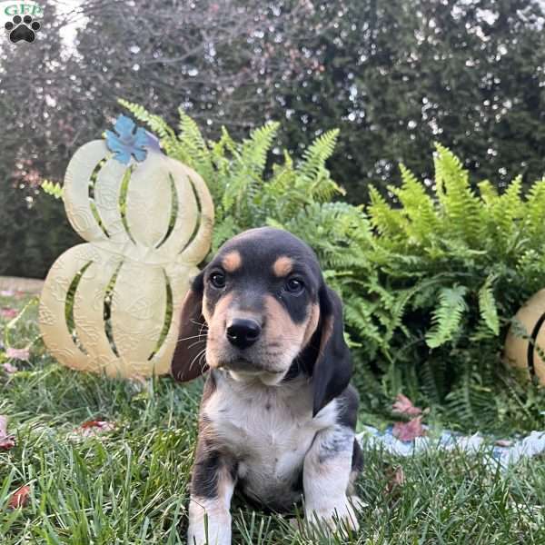 Bridger, Beagle Puppy