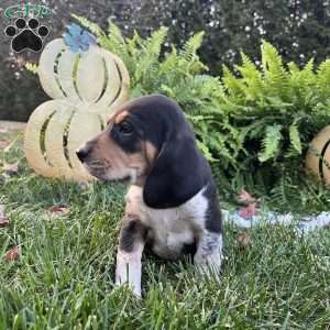 Bridger, Beagle Puppy