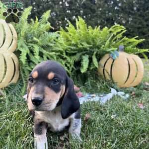 Bridger, Beagle Puppy