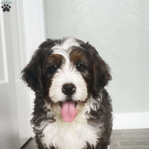 Jesse, Bernedoodle Puppy