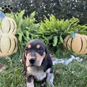 Bridger, Beagle Puppy