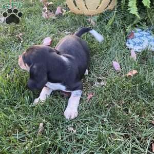 Bridger, Beagle Puppy