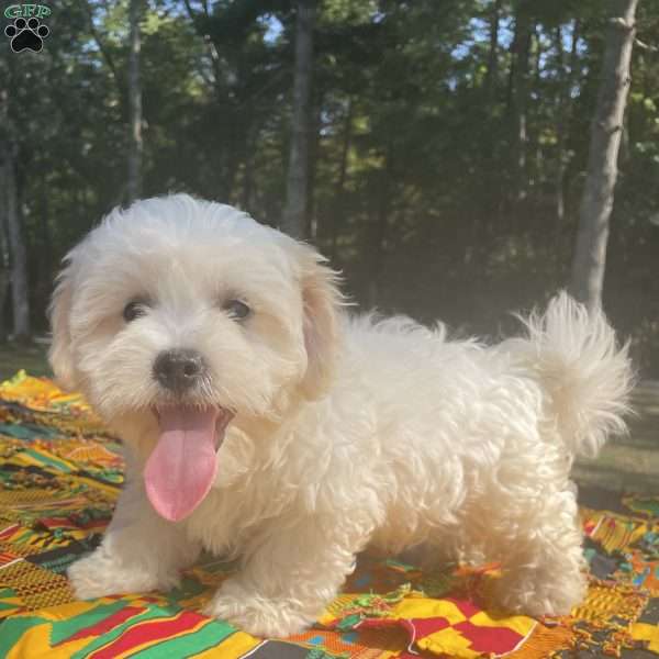 Willie, Coton de Tulear Puppy