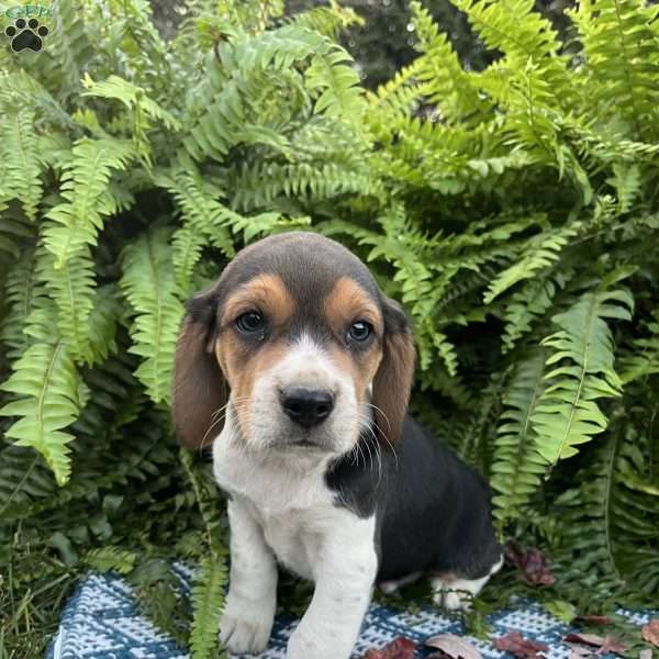 Boon, Beagle Puppy