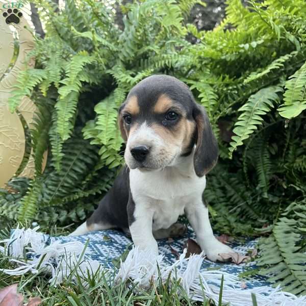 Barkley, Beagle Puppy