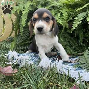 Barkley, Beagle Puppy