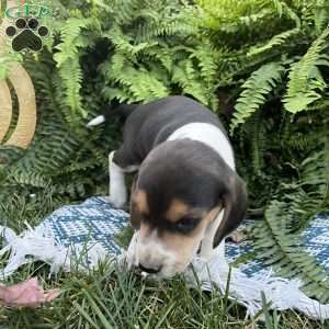 Barkley, Beagle Puppy