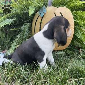 Barkley, Beagle Puppy