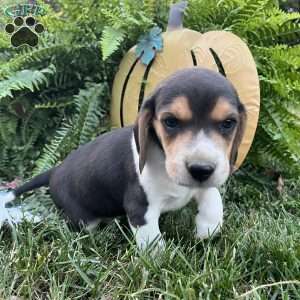 Barkley, Beagle Puppy