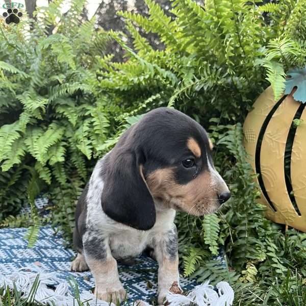 Bounty, Beagle Puppy