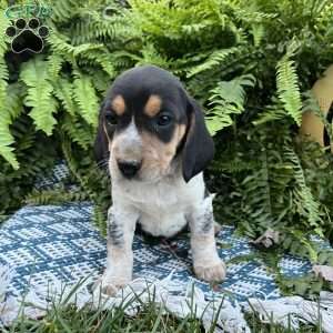 Bandit, Beagle Puppy