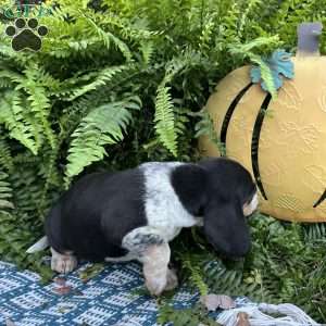 Bandit, Beagle Puppy