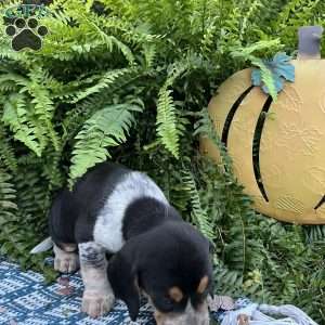 Bandit, Beagle Puppy