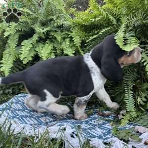 Bandit, Beagle Puppy