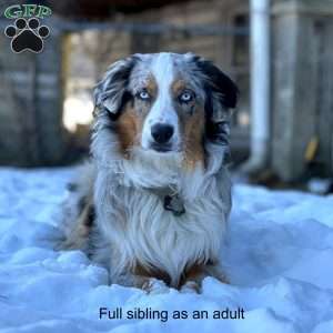 Bouncer, Miniature Australian Shepherd Puppy