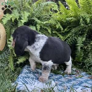 Bandit, Beagle Puppy