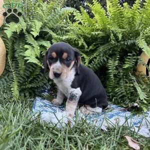 Bandit, Beagle Puppy