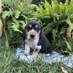 Bandit, Beagle Puppy