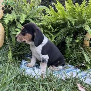 Bandit, Beagle Puppy