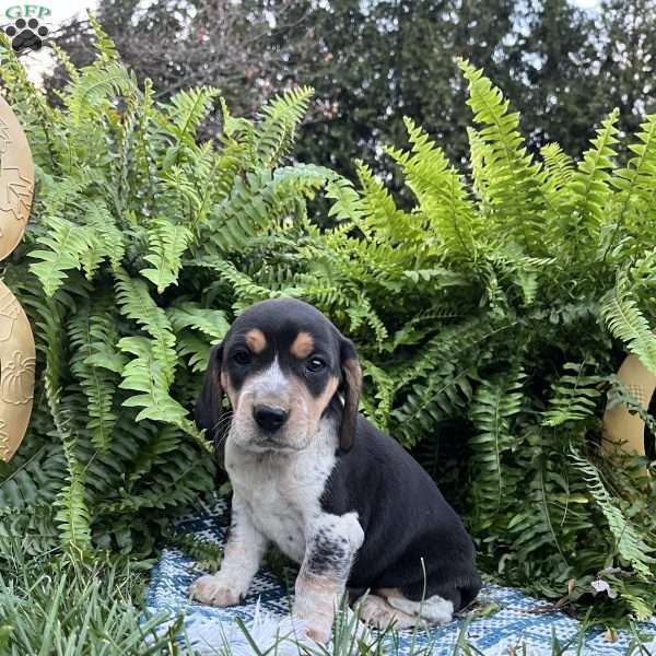 Bandit, Beagle Puppy